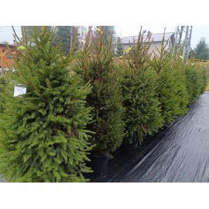 Smrek obyčajný (Picea abies) – výška 190-200 cm, kont. C20L